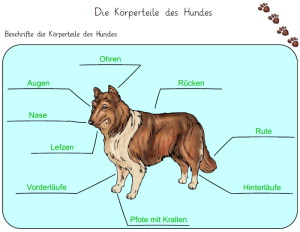 Ein Arbeitsblatt zu den Körperteilen des Hundes für die Grundschule. Abgebildet ist in ein gezeichneter Collie.